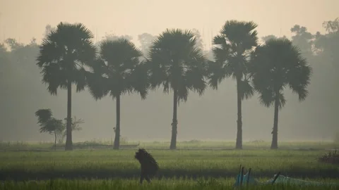 View of palm trees in a misty field at sunrise, Bangladesh. Vídeos de archivo 335592417