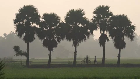 View of palm trees in a misty rural landscape in Bogura, Bangladesh. Video stock 335587443