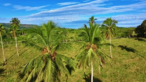 View of palm trees with mountains and cloudy blue sky in the background. Видео 330847546