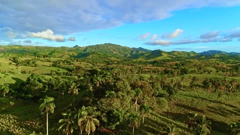 View of palm trees with mountains and cloudy blue sky in the background. Stock-Footage 333246035