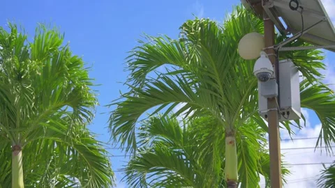 View of palm trees from a moving car in 4k slow motion 60fps Stock Footage 279386972