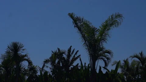 View of palm trees moving on the wind, slow motion shot at 240fps 動画素材 41608766