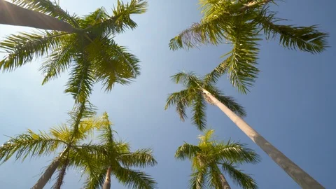 View of the Palm Trees Passing by Under Sunny Blue Skies. Wide Shot of Driving Stock Footage 123406182