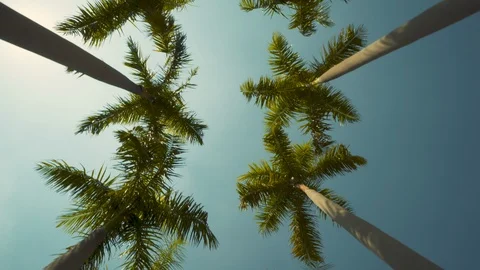 View of the Palm Trees Passing by Under Sunny Blue Skies. Wide Shot of Driving Видео 125846418