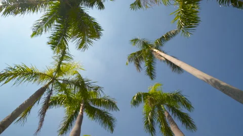 View of the Palm Trees Passing by Under Sunny Blue Skies. Wide Shot of Driving Stock Footage 130784851