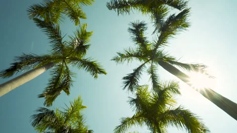 View of the Palm Trees Passing by Under Sunny Blue Skies. Wide Shot of Driving Stock Footage 136342625