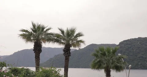 View of the Palm Trees Passing by Under Sunset. Palm tree silhouette during sun Stock Footage 154334791
