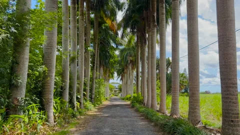 View of the palm trees passing by under sunny blue skies. Wide shot of driving Stock Footage 167349760