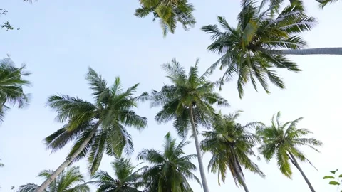 View of the Palm Trees Passing by Under Sunny Blue Skies. Wide Shot of Driving Stock Footage 186000149