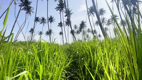 View of the Palm Trees Passing by Under Sunny Blue Skies. Wide Shot of Driving Stock Footage 187058595