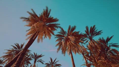 View of the palm trees passing by under blue skies Ilustração Stock