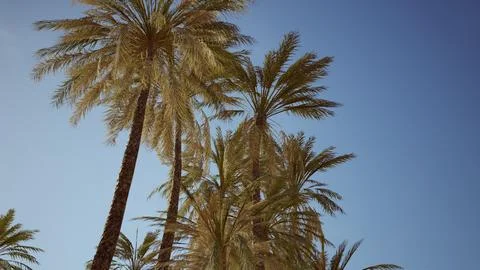View of the palm trees passing by under blue skies Ilustração Stock