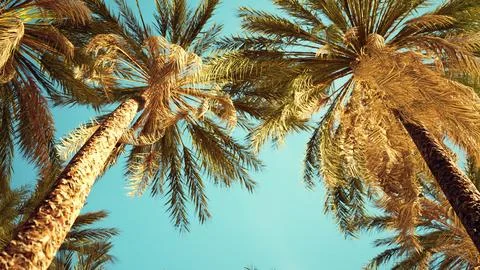 View of the palm trees passing by under blue skies Ilustração Stock