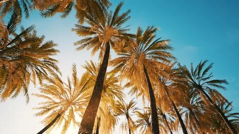 View of the palm trees passing by under blue skies Ilustração Stock
