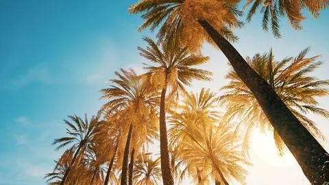 View of the palm trees passing by under blue skies Ilustração Stock