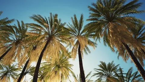 View of the palm trees passing by under blue skies Ilustração Stock