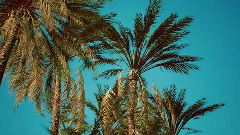 View of the palm trees passing by under blue skies Ilustración de archivo