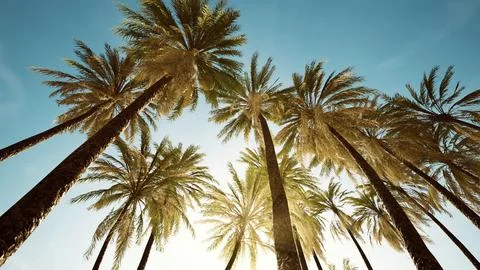 View of the palm trees passing by under blue skies Ilustração Stock