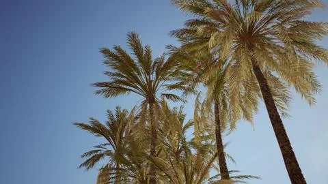 View of the palm trees passing by under blue skies Ilustración de archivo