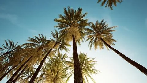 View of the palm trees passing by under blue skies Ilustração Stock