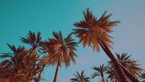 View of the palm trees passing by under blue skies Ilustração Stock