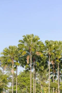 View of palm trees Stock Photos