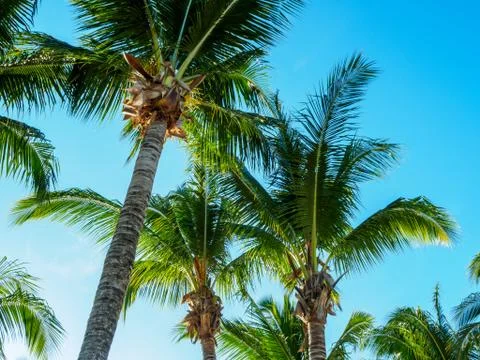 View of Palm Trees 스톡 사진