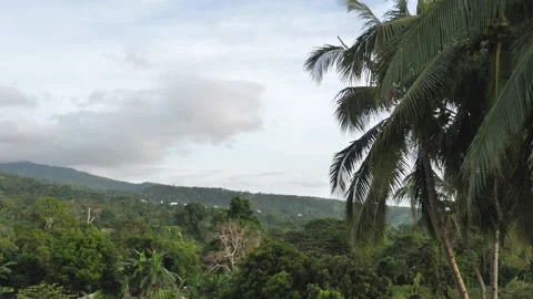 View of palm trees in the rainforest, rain clouds float above the hills covered Stock Footage 195375994