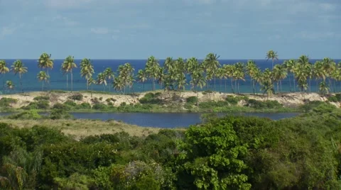 View of palm trees on seaside Stock Footage 60690889