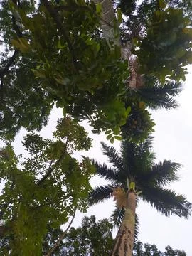 A view of palm trees seen from below in a city park 스톡 사진
