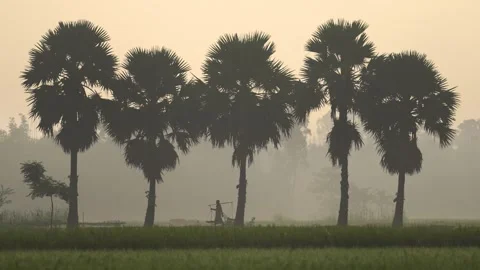 View of palm trees silhouetted against a hazy morning sky, Bangladesh. Video stock 335587564