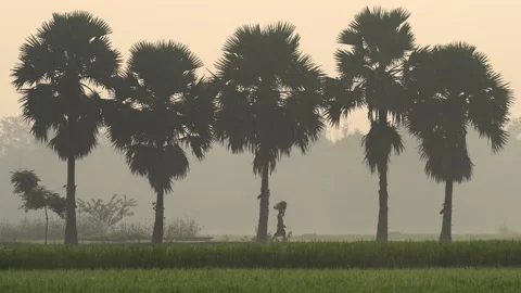 View of palm trees silhouetted against a hazy morning sky, Bangladesh. Video stock 335587628