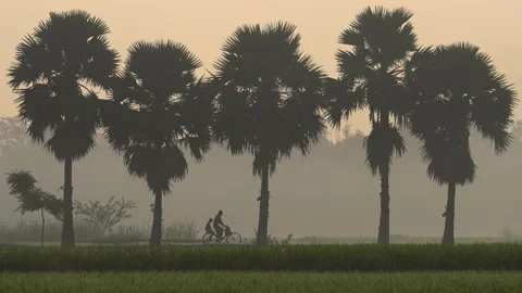 View of palm trees silhouetted against the morning mist, Bangladesh. Video stock 335587652