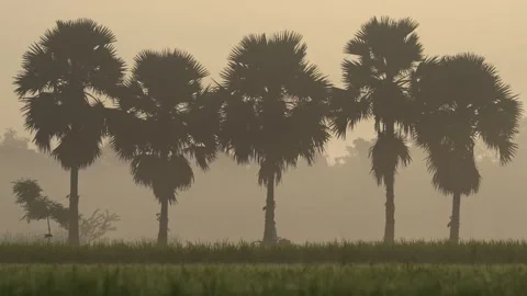 View of palm trees silhouetted against a misty sky, Bangladesh. Vídeo Stock 335617223