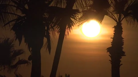 View of Palm trees at sunset Video stock 54593006