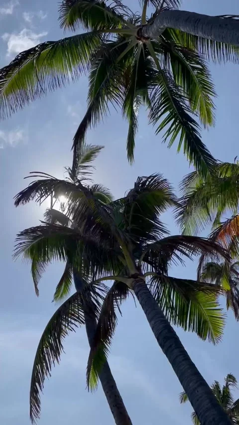 View of Palm Trees Swaying in the Sun Stock Footage 311890307
