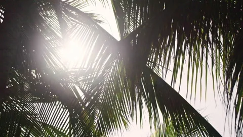 View of the palm trees texture and pattern in backlight, scenic coconut palms 4K Stock Footage 157170138