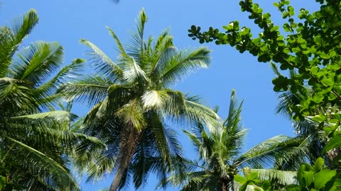 View of palm trees in a tropical forest Stock Footage 137306518