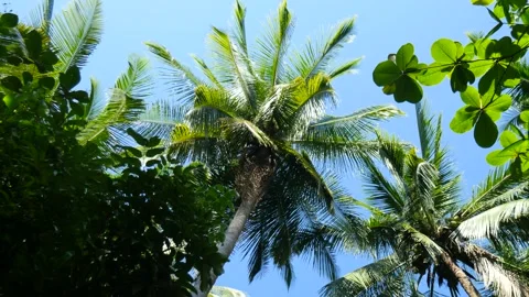 View of palm trees in a tropical forest with clear blue sky in the background Stock Footage 144497209