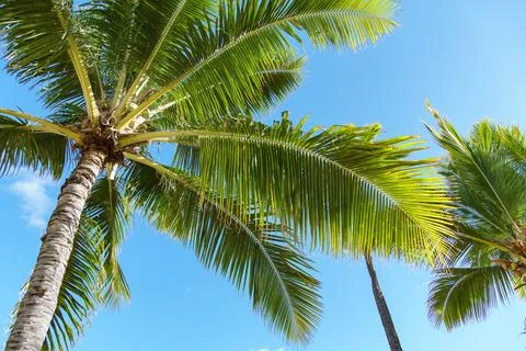 The view of palm trees under a clear blue sky is mesmerizing and serene Stock Photos