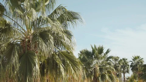 View of palm trees with waving green leaves on sunny sky background Video stock 104383847