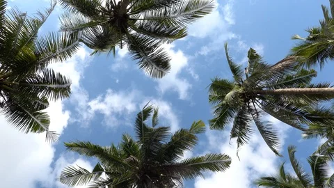 View of palm trees with waving green leaves on blue sunny sky background Low Stock Footage 128240236