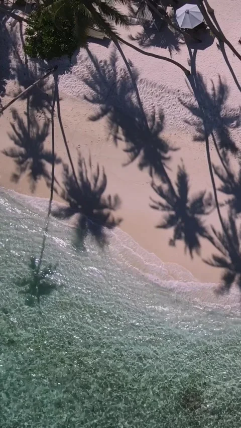 View at palms at the beach Stock Footage 258205941