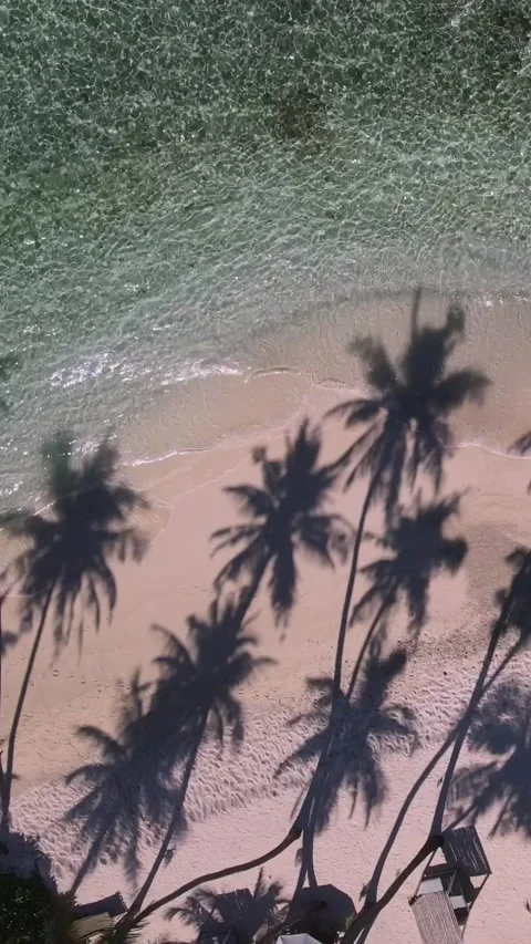 View at palms at the beach Stock Footage 258205961