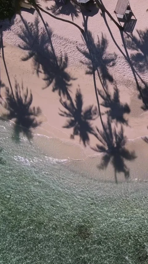 View at palms at the beach Stock Footage 258205971