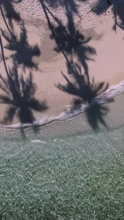 View at palms at the beach Stock Footage 258205984