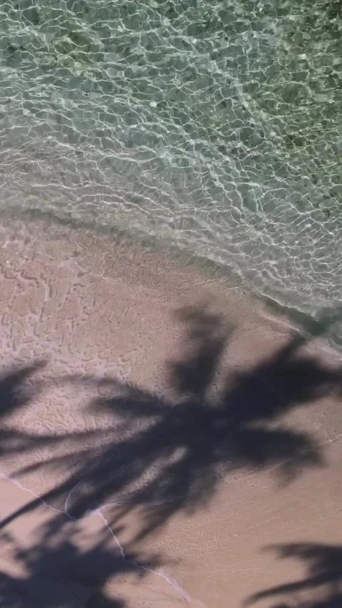 View at palms at the beach Stock Footage 258206026