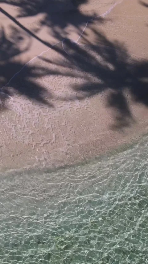 View at palms at the beach Stock Footage 258206081