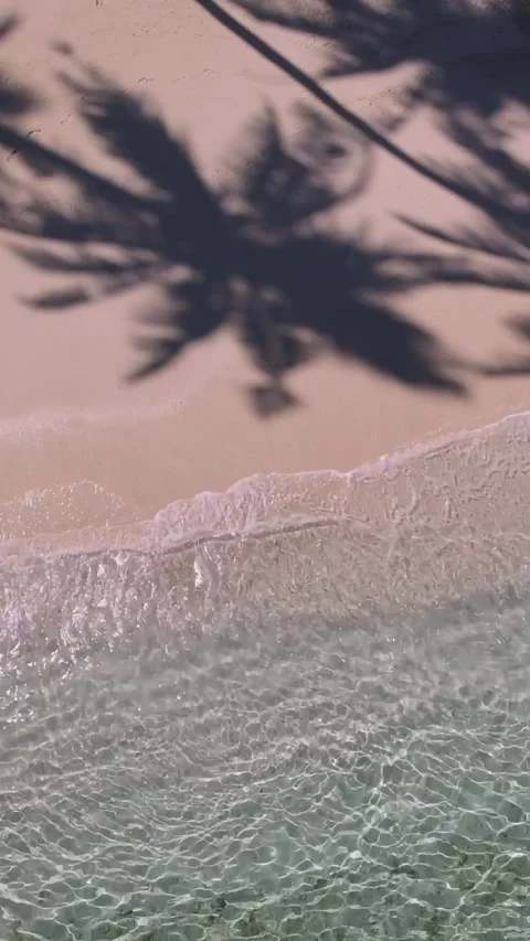 View at palms at the beach Stock Footage 258206100