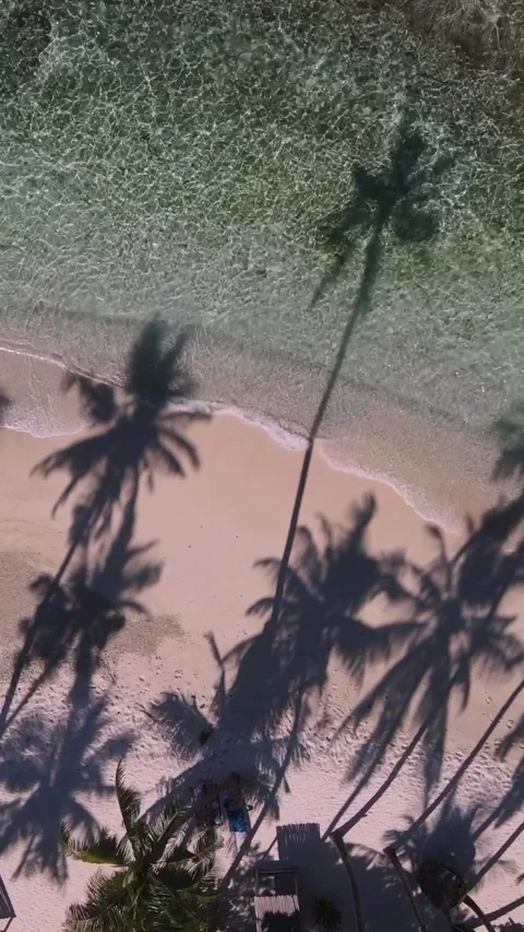 View at palms at the beach Stock Footage 258206144